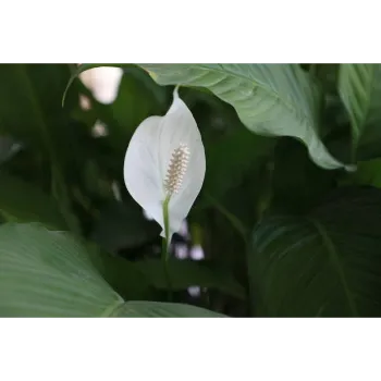 White Anthurium 